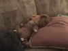 adams-dog