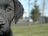 puppy 4